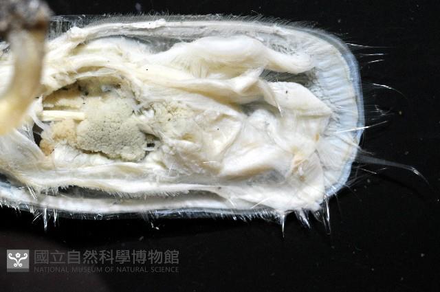 亞氏海豆芽藏品圖，第7張