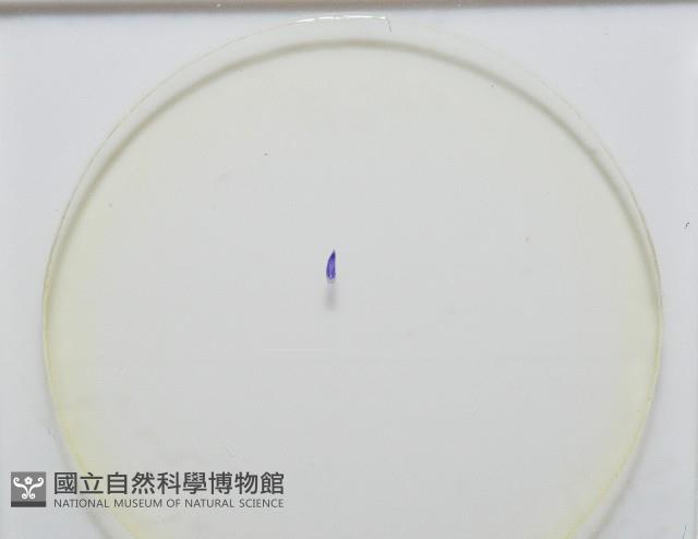 新種棘槽絛蟲藏品圖，第7張
