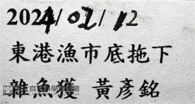 未知種沙蠶藏品圖，第7張