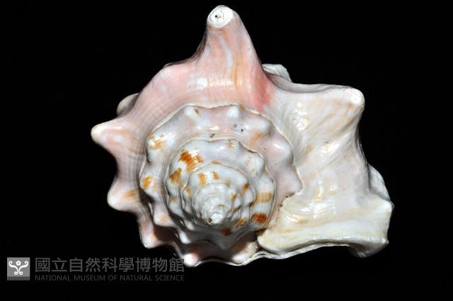 乳白鳳凰螺藏品圖，第7張