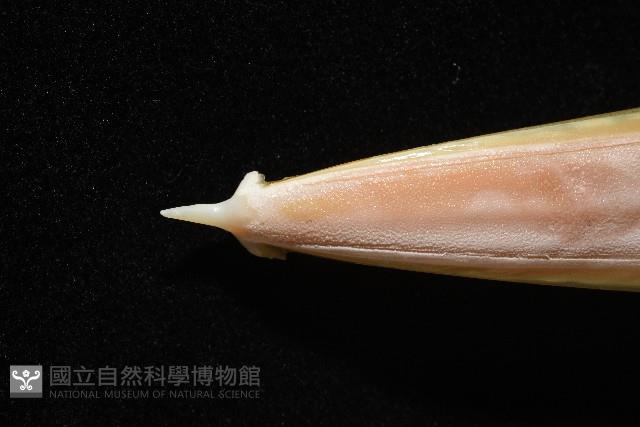 細腕(狹足)烏賊藏品圖，第7張