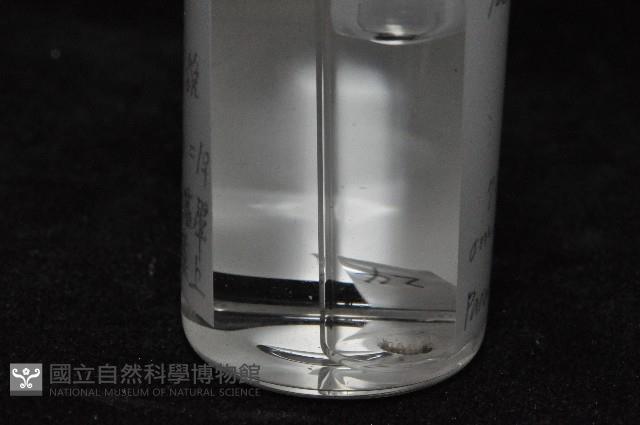 東界原足蟲藏品圖，第7張