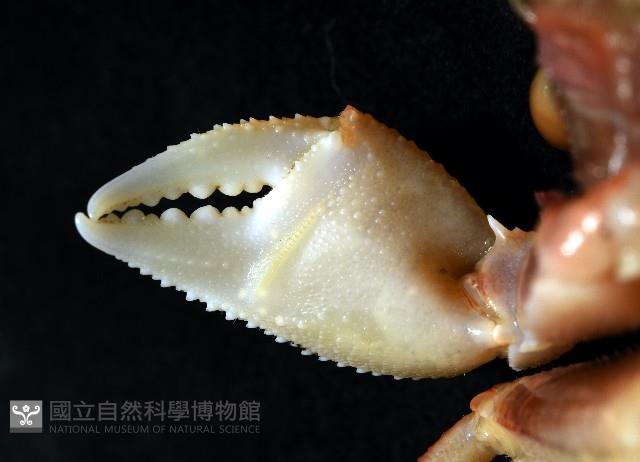 角眼沙蟹藏品圖，第7張