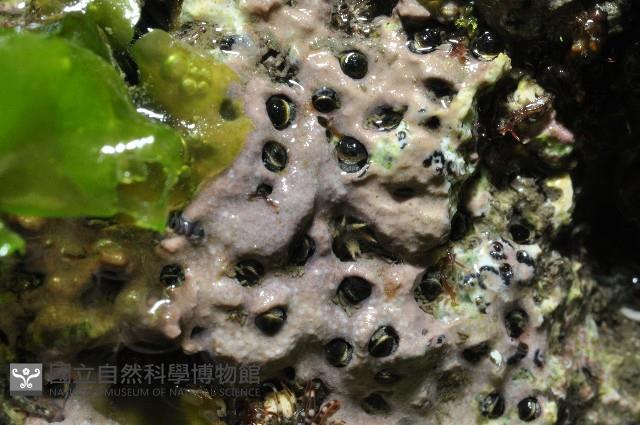 未知種蛇螺藏品圖，第7張