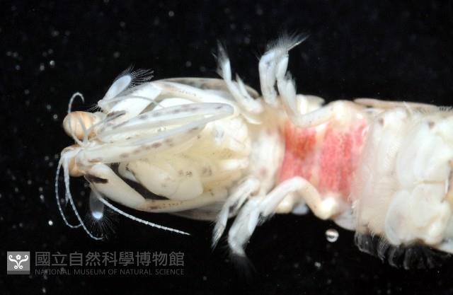 豹斑幼嫩蝦蛄藏品圖，第7張