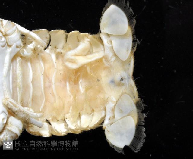 臺灣仿刺鎧蝦藏品圖，第7張