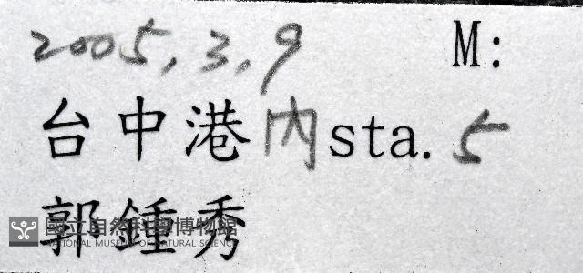 未知種象牙貝藏品圖，第7張