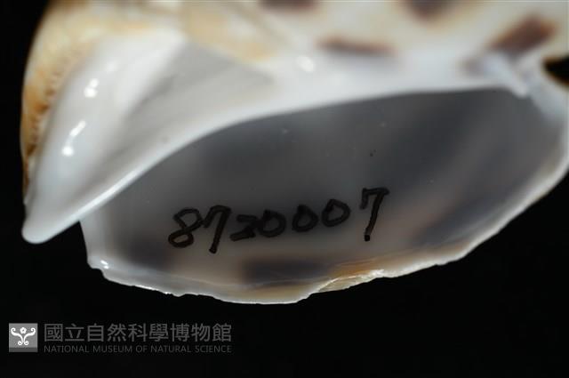 開氏鳳螺藏品圖，第7張