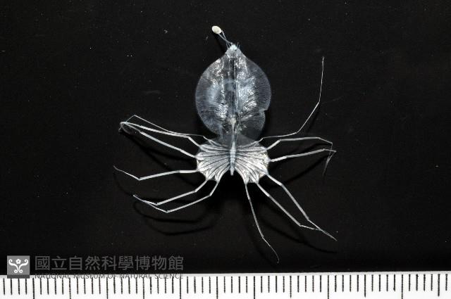 未知種礁岩扇蝦藏品圖，第7張
