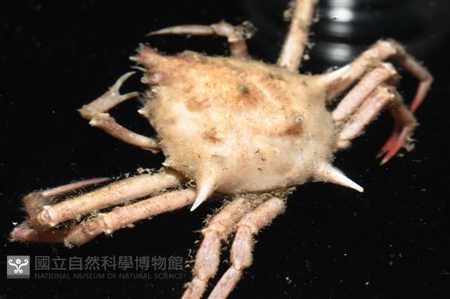 溝痕絨球蟹藏品圖，第7張