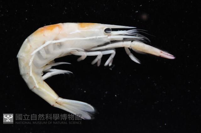 共棲蓋隱蝦(海膽針蝦)藏品圖，第7張