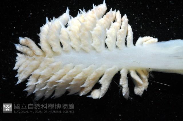 未知種棘海鰓藏品圖，第7張