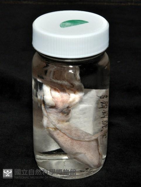 多鉤鉤腕魷藏品圖，第7張
