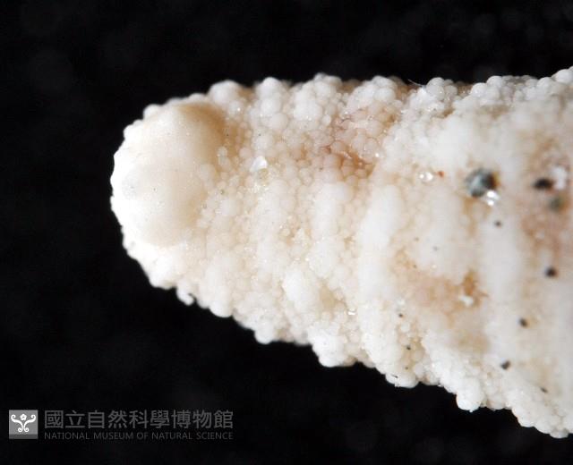 顆粒蛇海星藏品圖，第7張