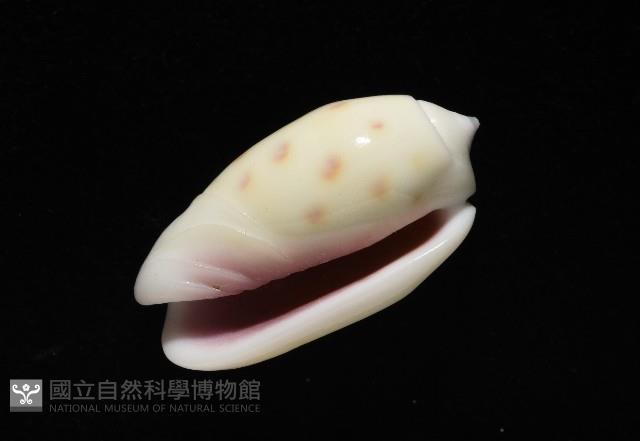 棋盤榧螺藏品圖，第7張