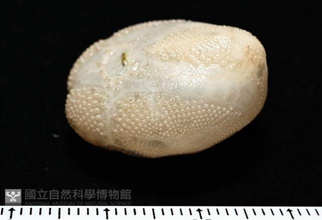 呂宋沐海壺藏品圖，第7張