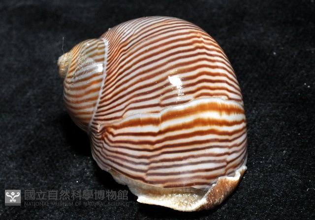 細紋玉螺藏品圖，第7張