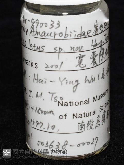 寬股隙蛛藏品圖，第7張