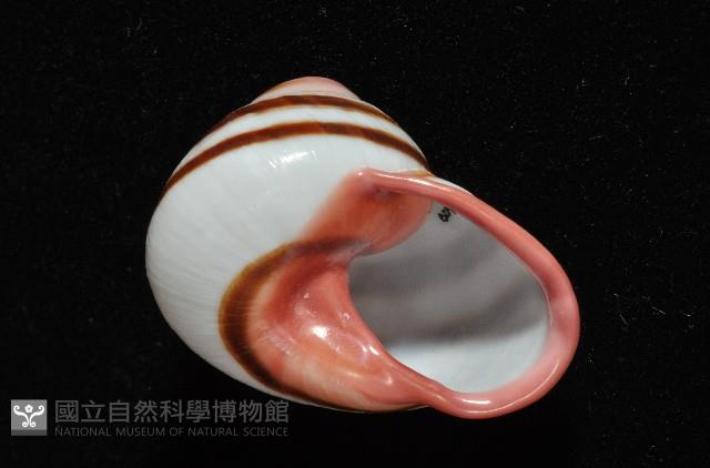 紅口紅蝸牛藏品圖，第7張