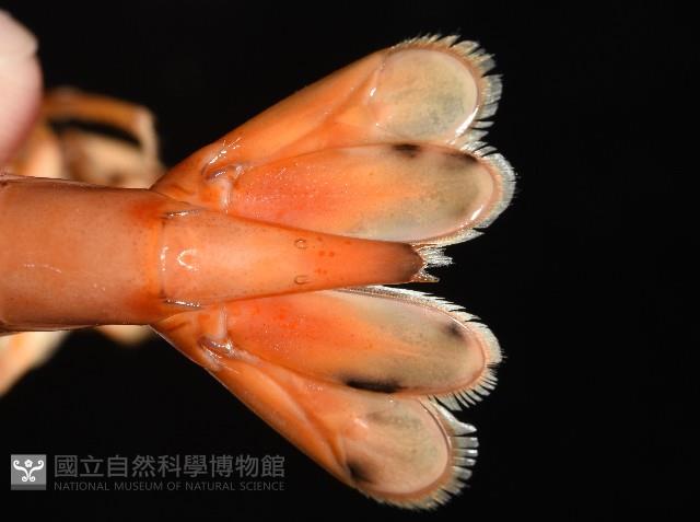 貪食沼蝦藏品圖，第7張