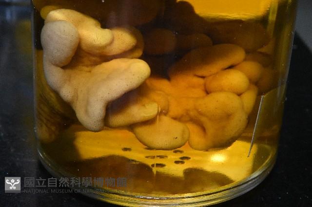 未知種指形軟珊瑚藏品圖，第7張