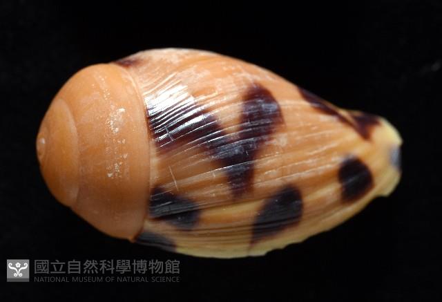 椰子螺藏品圖，第7張