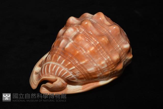 萬寶螺藏品圖，第7張