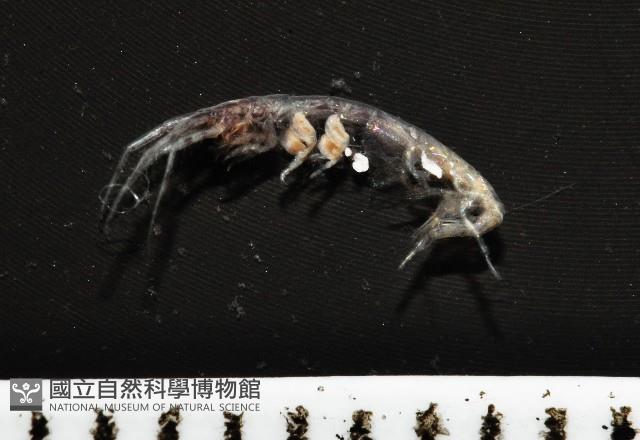 未知種蜾嬴蜚藏品圖，第7張