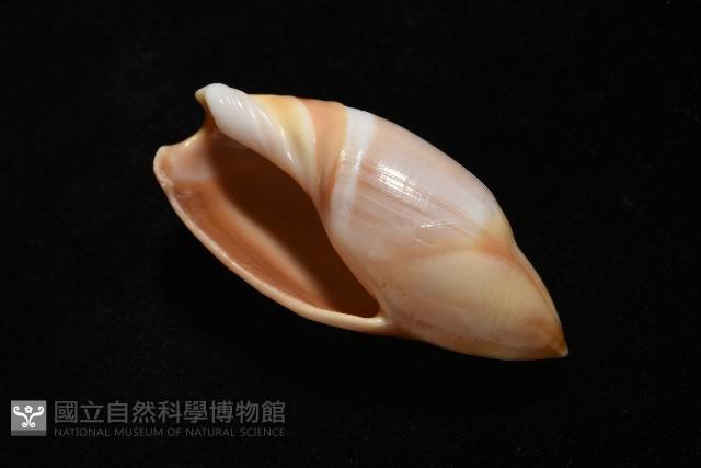 日本彈頭螺藏品圖，第7張