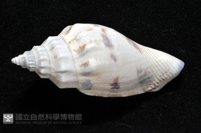 黑嘴鳳凰螺藏品圖，第7張