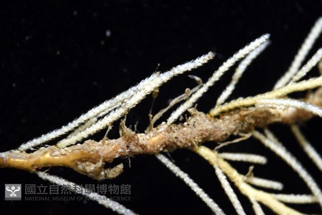 未知種苔蘚蟲藏品圖，第7張
