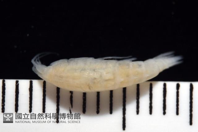 未知種深海鉤蝦藏品圖，第7張