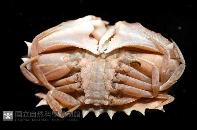 四斑饅頭蟹藏品圖，第7張