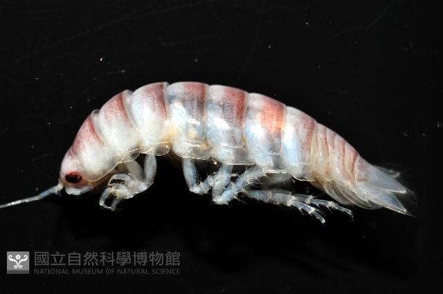 未知種浪漂水虱藏品圖，第7張