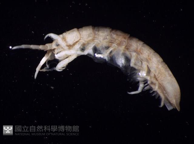 平尾棒鞭水虱藏品圖，第7張