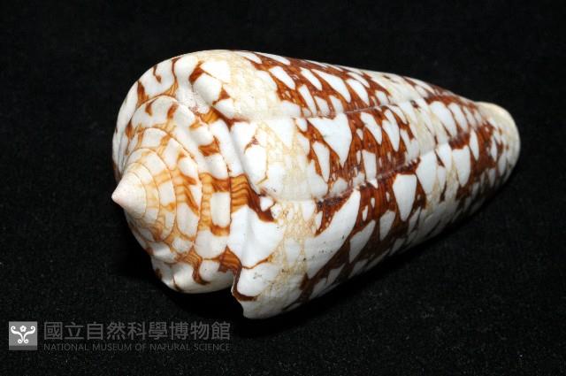 海軍上將芋螺藏品圖，第7張