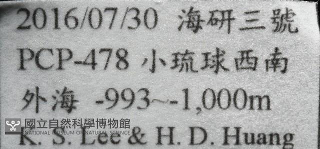 維氏三角鎧茗荷藏品圖，第7張
