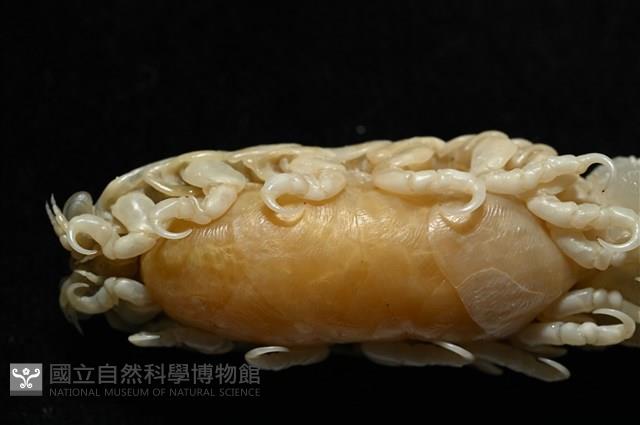 典型額胸水虱藏品圖，第7張