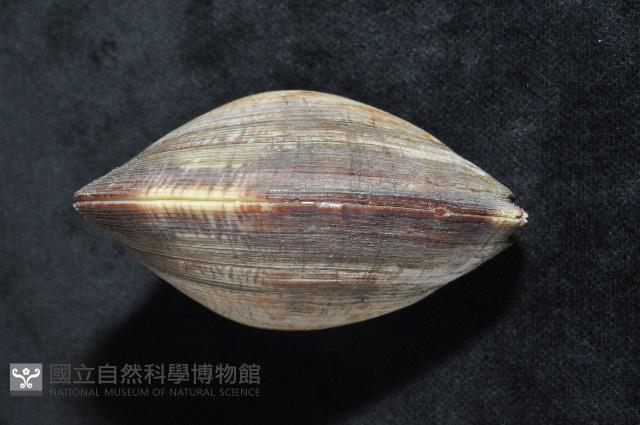 櫻桃寶石簾蛤藏品圖，第7張