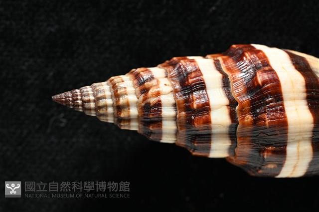 菜鳥蛹筆螺藏品圖，第7張
