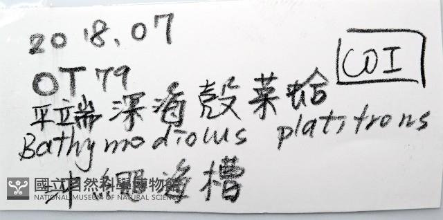 平端深海殼菜蛤藏品圖，第7張