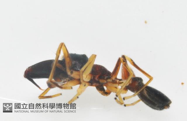 黑色蟻蛛藏品圖，第7張