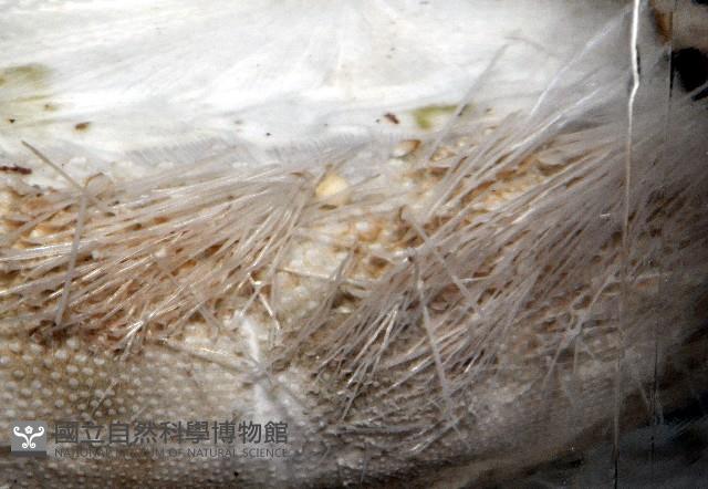 心形海壺藏品圖，第7張
