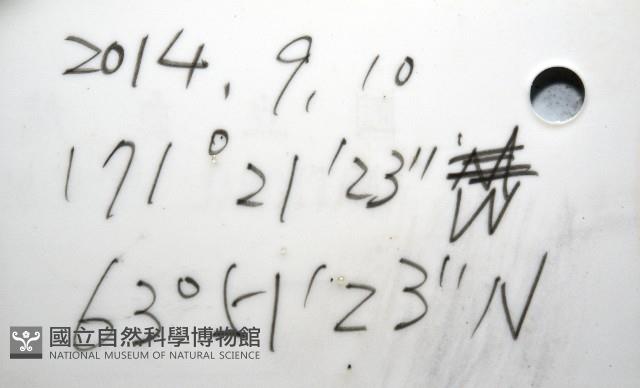 北極有柄海鞘藏品圖，第7張