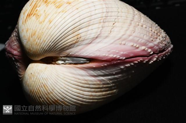 巨鳥尾蛤藏品圖，第7張