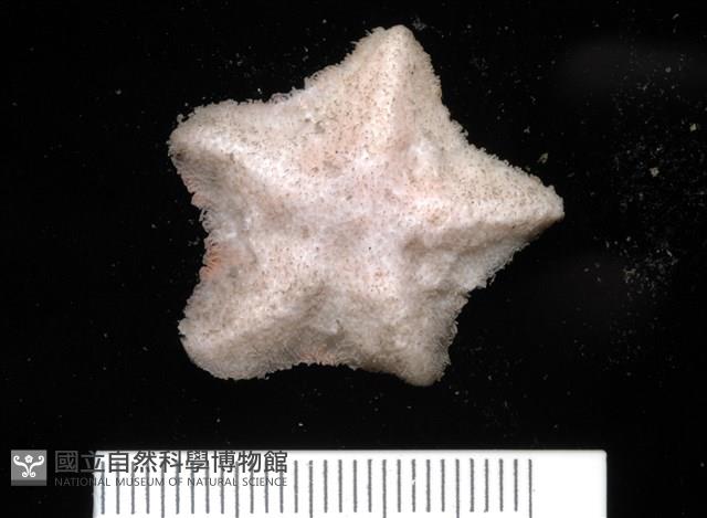 未知種開曼海星藏品圖，第7張