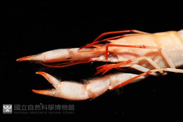 史氏擬海螯蝦藏品圖，第7張