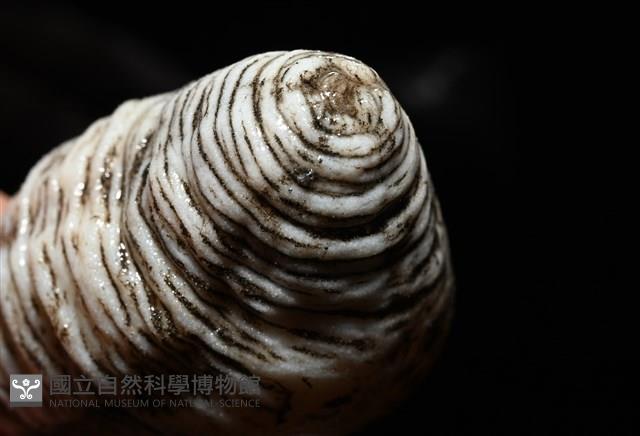 未知種尻參藏品圖，第7張
