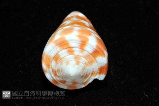 紅磚芋螺藏品圖，第7張
