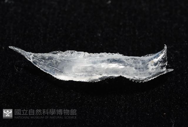 未知種舴艋螺藏品圖，第7張